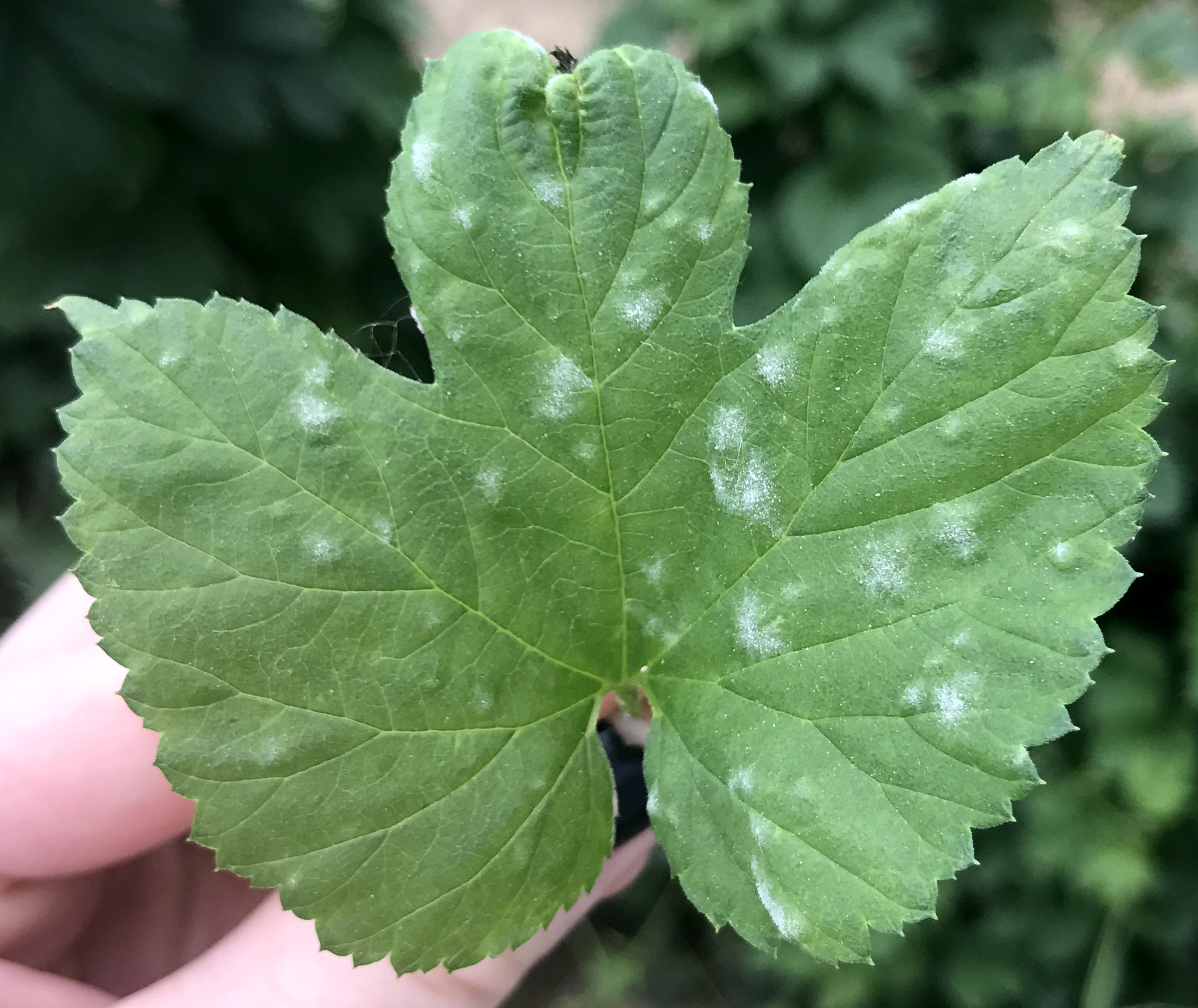 Powdery mildew on hop leaf